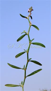  Leafy shoot